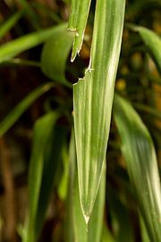 Leaf of the Yucca plant | photo taken in Porto by Karijn | Fine art Natuur en Reis Fotografie
