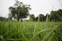 Tall grass in the fields.