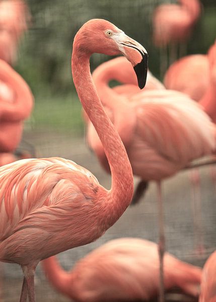 Flamingo's van Jasper van de Gein Photography