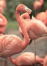 Flamingo's van Jasper van de Gein Photography thumbnail