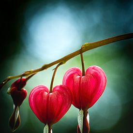 Bleeding Hearts — Keukenhof Macro Study by Adje Photography