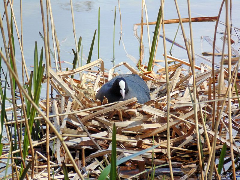 New life by Koos Iperen