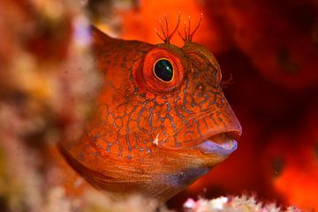 Parablennius Pillicornis