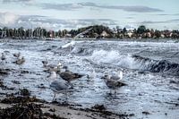 Mouette