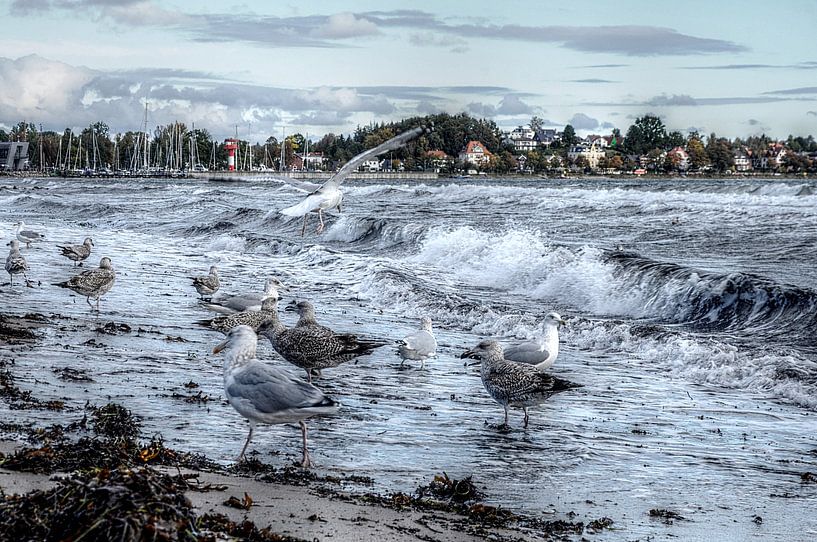Seagull by Agostino Lo Coco