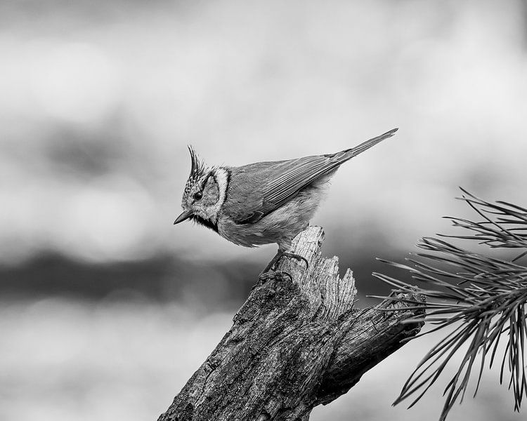 Crested tit by JorDieFotografie