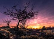 Sunset-Nationalpark der Salland-Kamm von Martijn van Steenbergen Miniaturansicht