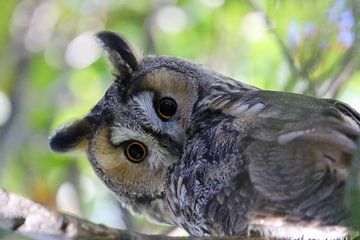 Curieux hibou des marais sur Anne Ponsen