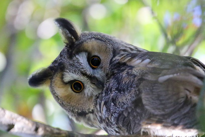 Curious long-eared owl by Anne Ponsen