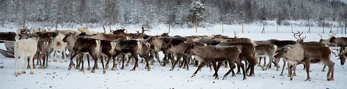 rendieren van jaap vegter