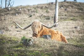 Schotse Hooglander in de duinen van Marjolijn Barten