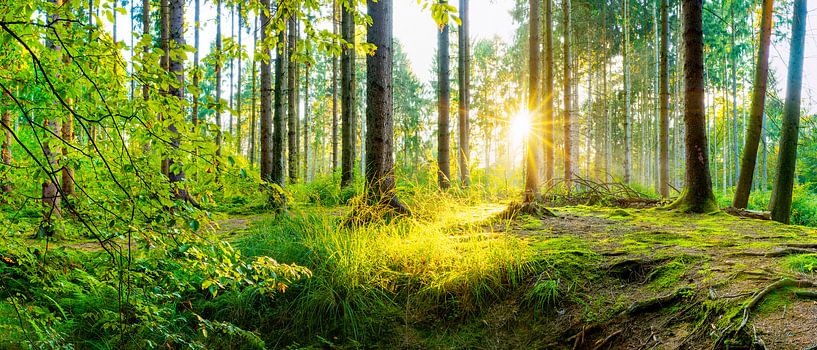 Lever de soleil dans la forêt par Günter Albers
