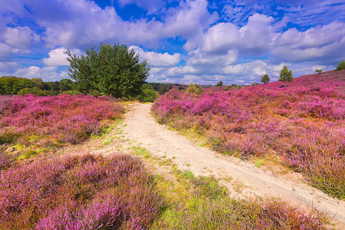 Heide in bloei op de Posbank op een mooie zomerdag