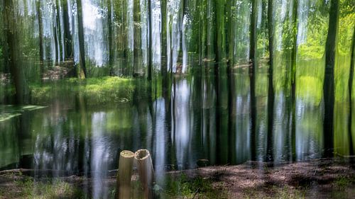 een vennetje in het ulvenhouts bos