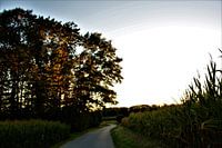 Autumn walk