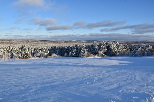 Een besneeuwd bos na de storm