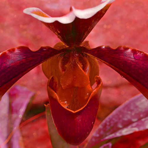 Plant eroticism