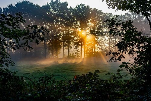 Mistige ochtend met gouden zonlicht.