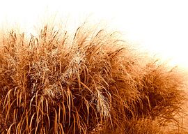 Grass in sepia by Jose Lok