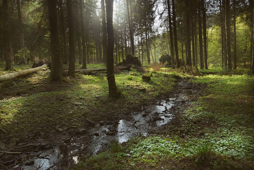 dans les bois par Dieter Beselt