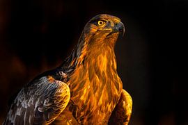 Steinadler (Aquila chrysaetos), Steinadler, Schweden.