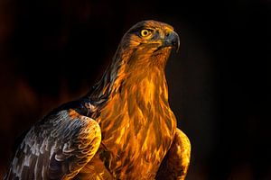 Steinadler (Aquila chrysaetos), Steinadler, Schweden.