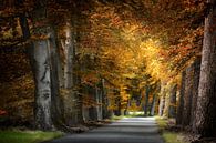 Autumn Colors by Kees van Dongen thumbnail