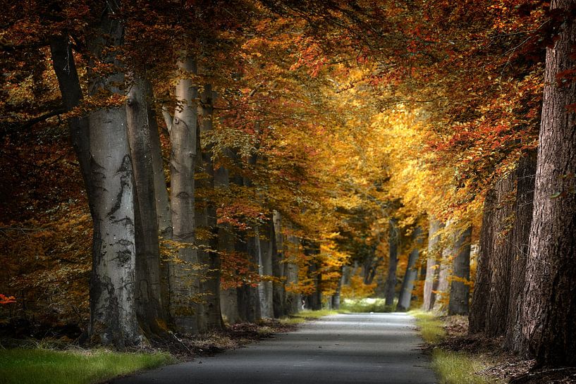 Autumn Colors by Kees van Dongen