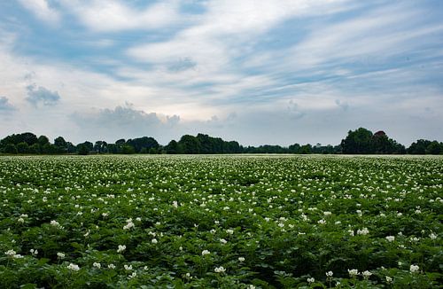 Bloemenveld-aardappelveld