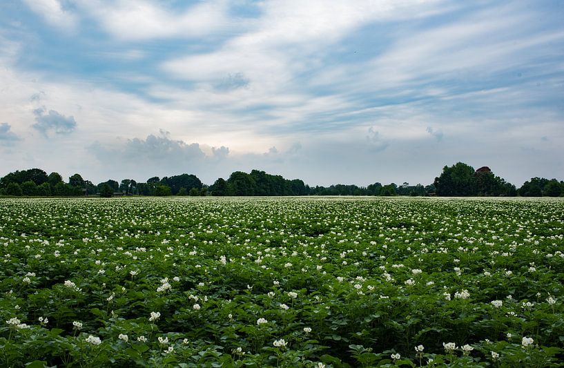 Bloemenveld-aardappelveld by Cilia Brandts