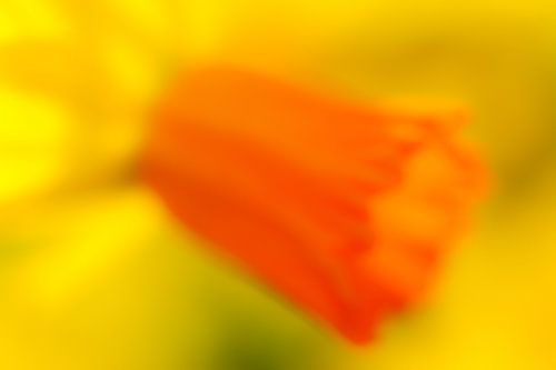Narcisdroom