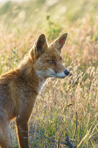 Fox in Golden Hour. von Marissa Deckers