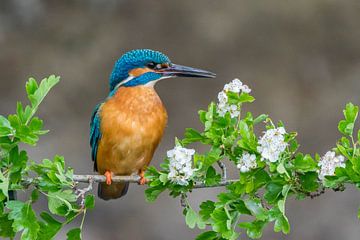 Kingfisher on blossom branch by Katinka Mann