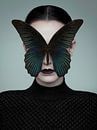 Black Butterfly by José Lugtenberg thumbnail