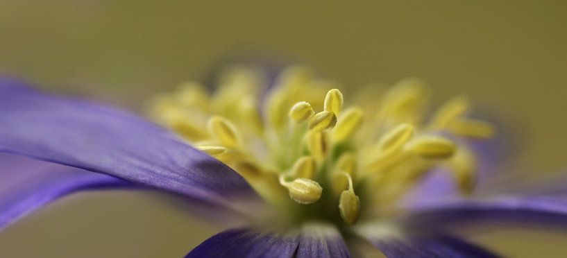 Fleur du printemps par Marlies Prieckaerts