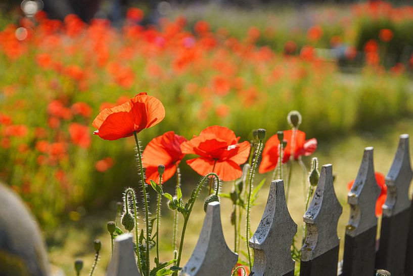 Red poppies by Dirk van Egmond
