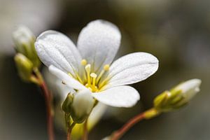 Géranium sur Rob Boon