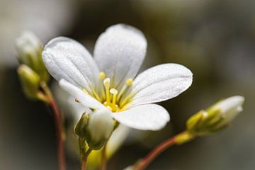 Geranium by Rob Boon