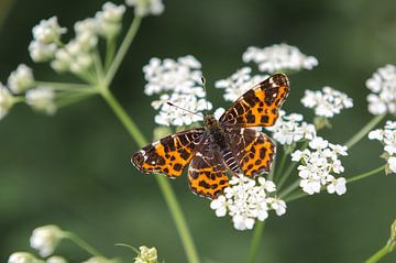 Gekleurde vlinder van Mark Bolijn