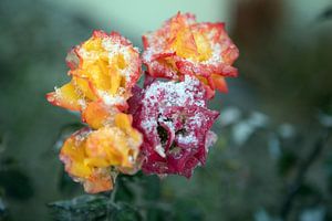 Vereiste Rosenblüten im Winter