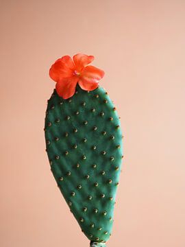 Cactus bloem flower power contrast van raisa haveman