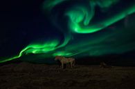 Aurora Borealis in Island, Nordlichter von Gert Hilbink Miniaturansicht