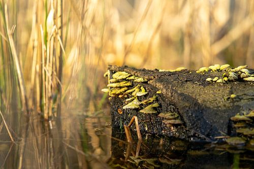 Submerged tree trunk as home for mushrooms