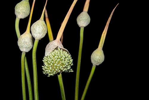 La sphère de l'oignon, Alium sur SO fotografie
