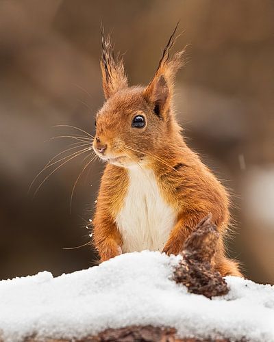 Nahaufnahme Eichhörnchen