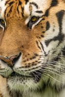 Full-frame portrait intense look of a Tiger