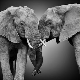 Friends pair of two African elephants (Loxodonta africana) in black and white with stylised background by Chris Stenger