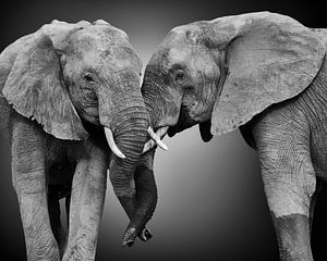 Befreundetes Paar von zwei afrikanischen Elefanten (Loxodonta africana) in Schwarz und Weiß mit stilisiertem Hintergrund