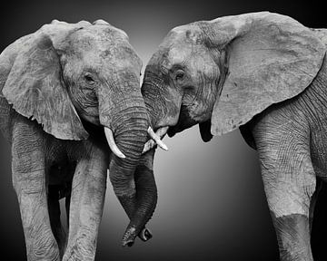 Friends pair of two African elephants (Loxodonta africana) in black and white with stylised background by Chris Stenger