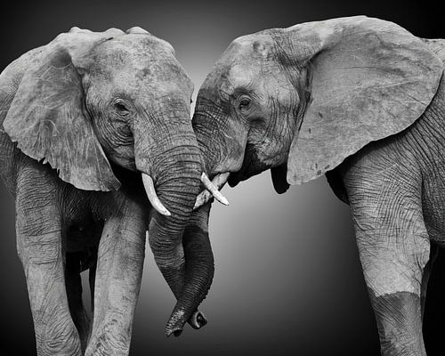 Friends pair of two African elephants (Loxodonta africana) in black and white with stylised background